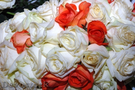 Devostock Colorful roses  (27)