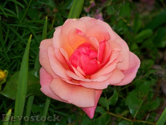 Devostock Colorful roses  (29)