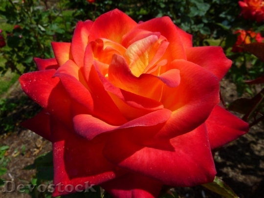 Devostock Colorful roses  (31)