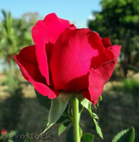 Devostock Colorful roses  (4)