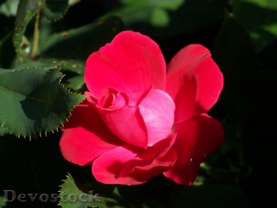 Devostock Colorful roses  (44)