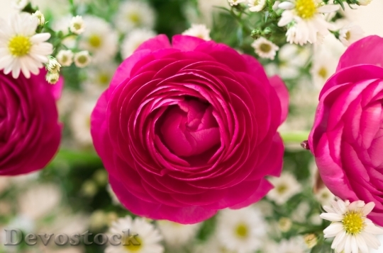 Devostock Colorful roses  (63)