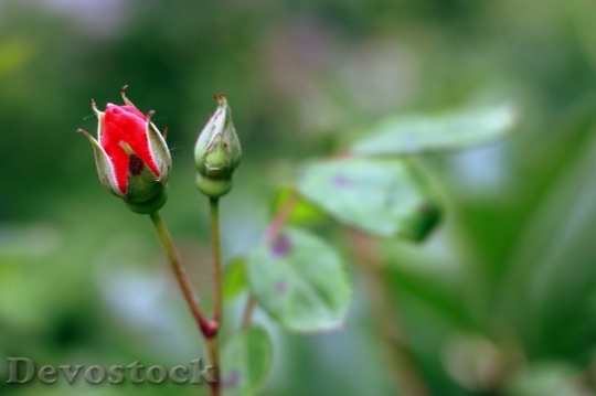 Devostock Colorful roses  (76)