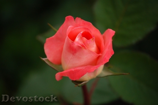 Devostock Colorful roses  (79)