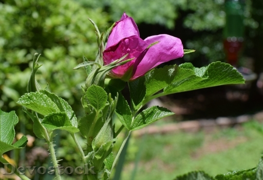 Devostock Colorful roses  (88)