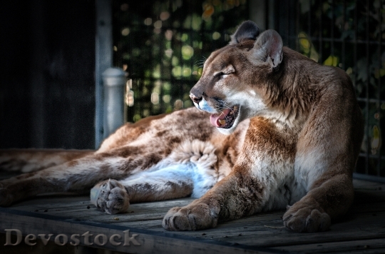 Devostock cougar-feline-animal-zoo-67629.jpeg