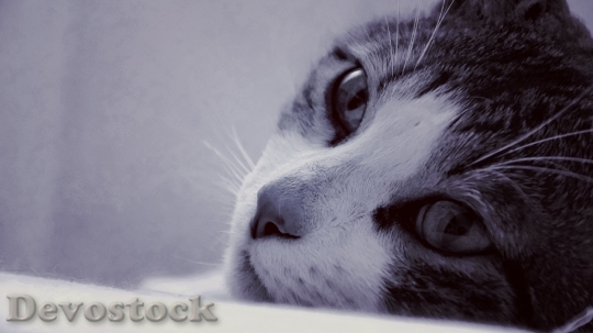 Devostock Cute cat black and white BAW
