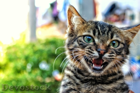 Devostock Cute cat UHD  (12)