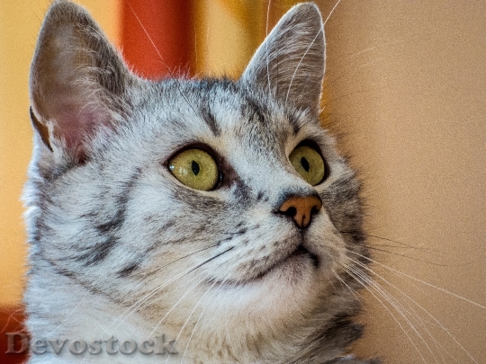 Devostock Cute cat UHD  (185).jpeg