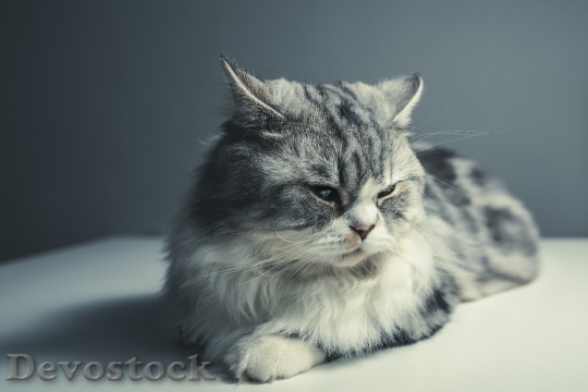 Devostock Cute cat UHD  (320).jpeg