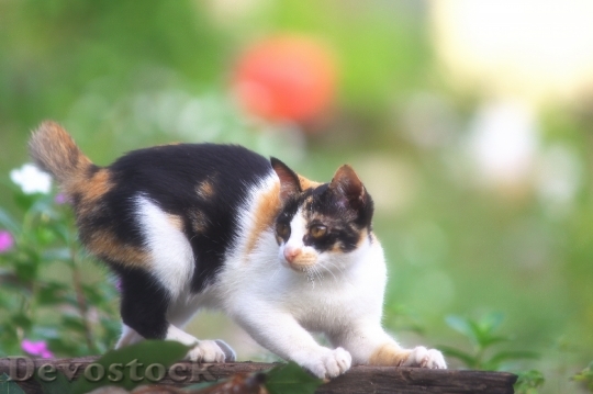 Devostock Cute cat UHD  (322).jpeg