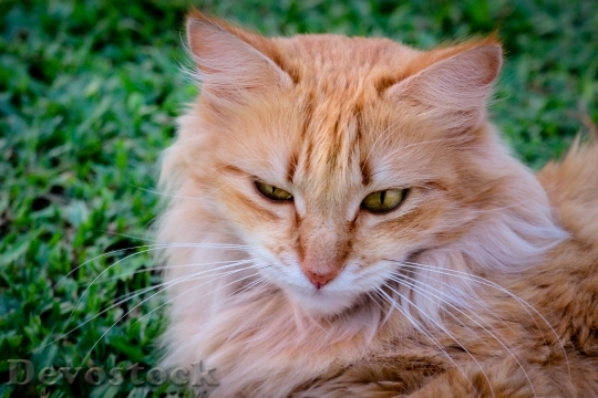Devostock Cute cat UHD  (340).jpeg