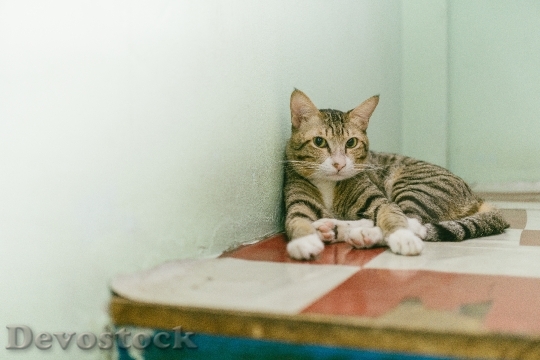 Devostock Cute cat UHD  (417)