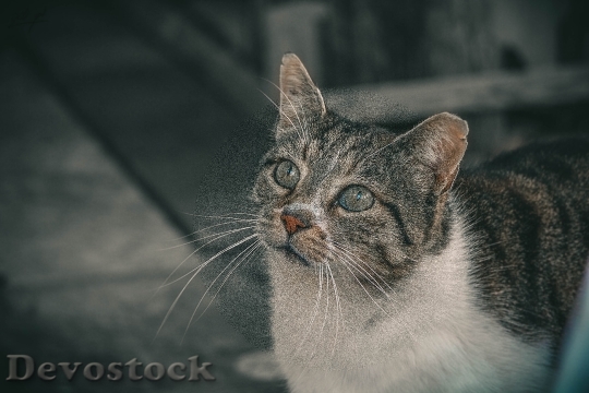 Devostock Cute cat UHD  (436).jpeg