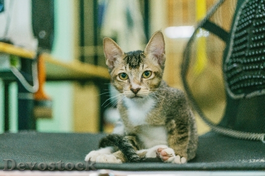 Devostock Cute cat UHD  (479)