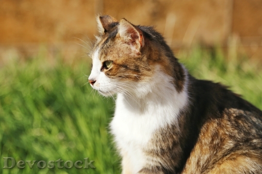 Devostock Cute cat UHD  (515).jpeg