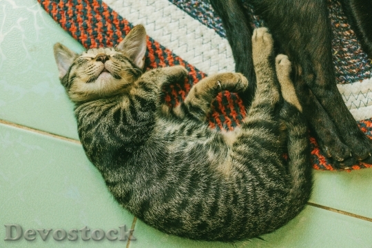 Devostock Cute cat UHD  (540)