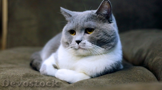 Devostock Cute cat UHD  (646)