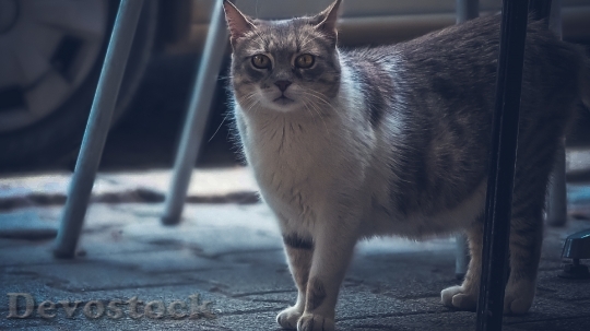 Devostock Cute cat UHD  (653).jpeg