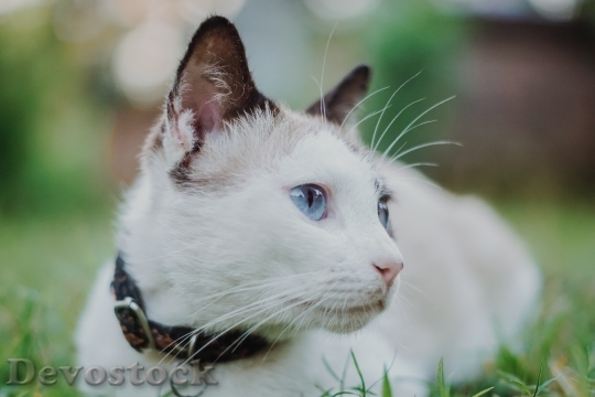 Devostock Cute cat UHD  (675).jpeg