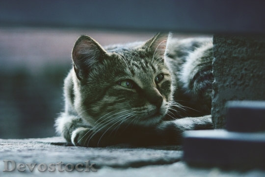 Devostock Cute cat UHD  (726).jpeg