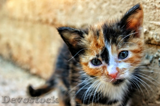 Devostock Cute cat UHD  (8)