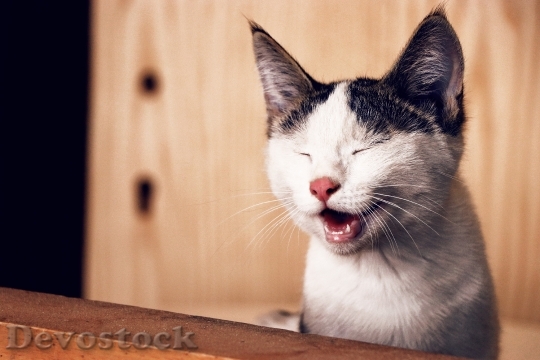 Devostock Cute cat UHD  (811)