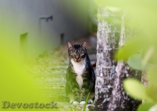 Devostock Cute cat UHD  (837)
