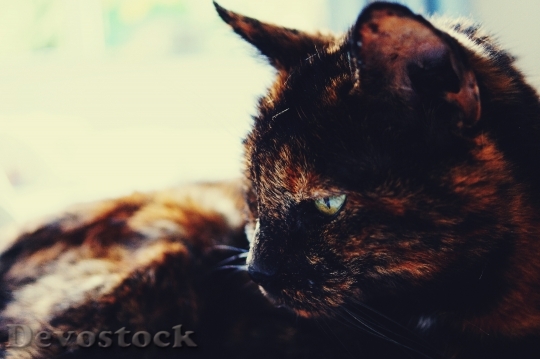Devostock Cute cat UHD  (84).jpeg