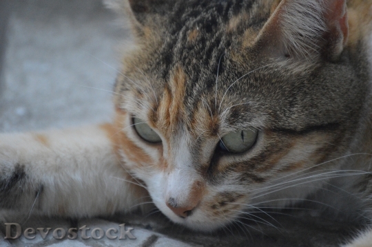 Devostock Cute cat UHD  (9).jpeg