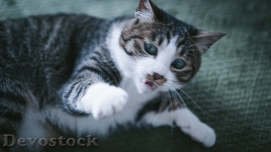 Devostock Cute funny cat -face expression  (2)