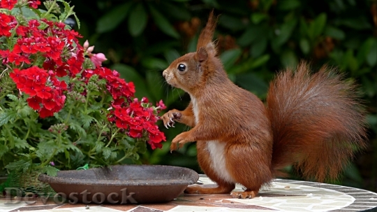 Devostock Cute little squirrel  beside flower