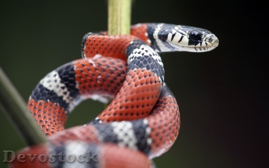 Devostock Dangerous colored snake  (11)