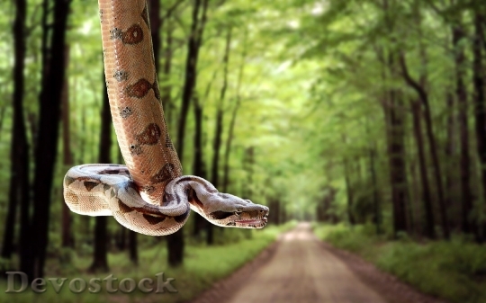 Devostock Dangerous colored snake  (13)