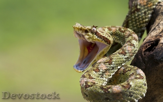 Devostock Dangerous colored snake  (16)