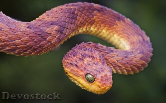 Devostock Dangerous colored snake  (17)