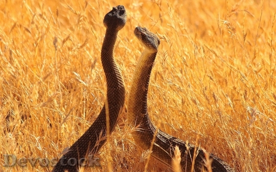 Devostock Dangerous colored snake  (7)