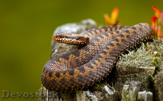 Devostock Dangerous colored snake  (9)
