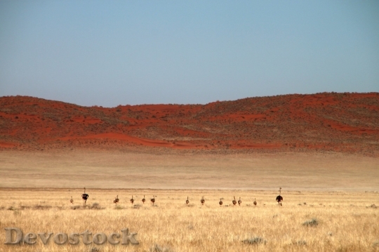 Devostock Desert beautiful image  (371)