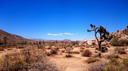 Devostock Desert beautiful image  (419)