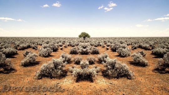 Devostock Desert beautiful image  (421)