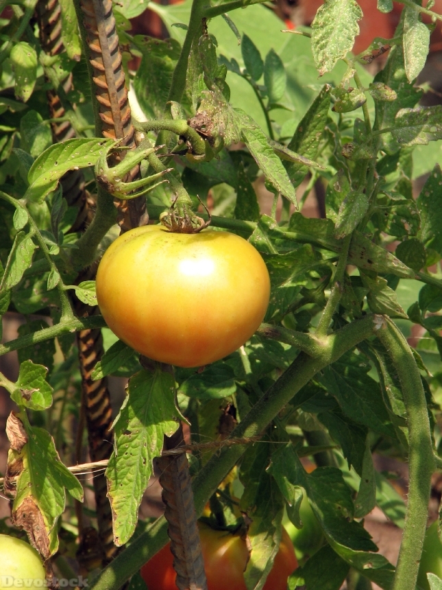 Devostock A Yellow Tomato Growing