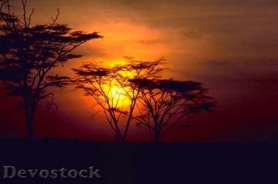 Devostock African Sunset