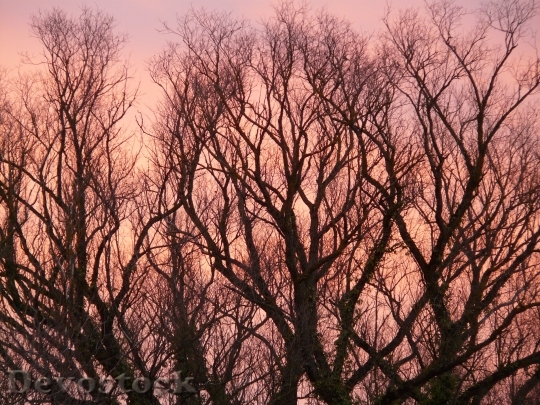 Devostock Afterglow Trees Branches Aesthetic 0