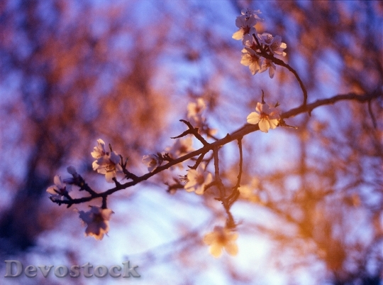 Devostock Almond Blossom Purple Sunset