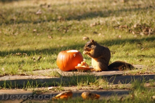 Devostock Animal Squirrel Pumpkin Eating