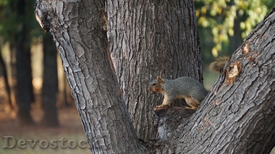 Devostock Animal Squirrel Tree Nature