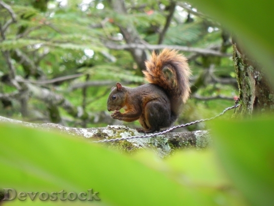 Devostock Animals Squirrel Tree 330264
