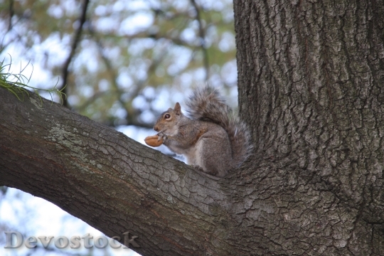 Devostock Animals Tree Squirrel Central