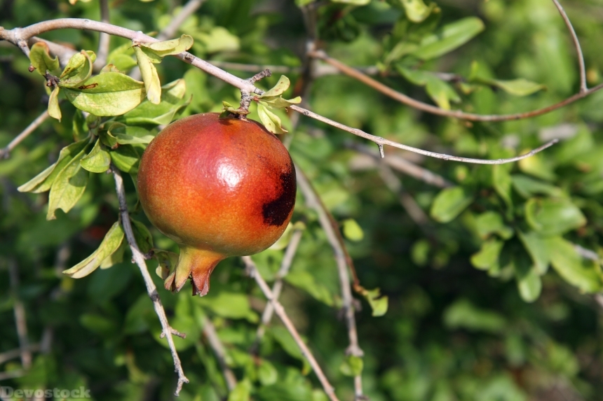 Devostock Antioxidant Branch Exotic Food